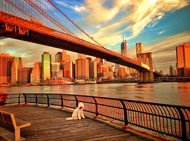 Kookla at Dawn Under the Brooklyn Bridge